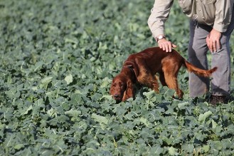 Dorle vom Marquardsholz